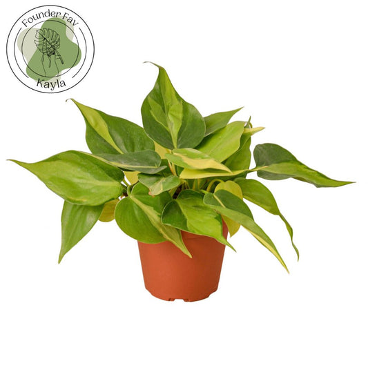 Philodendron 'Brasil' Indoor Plant - Mental Houseplants™