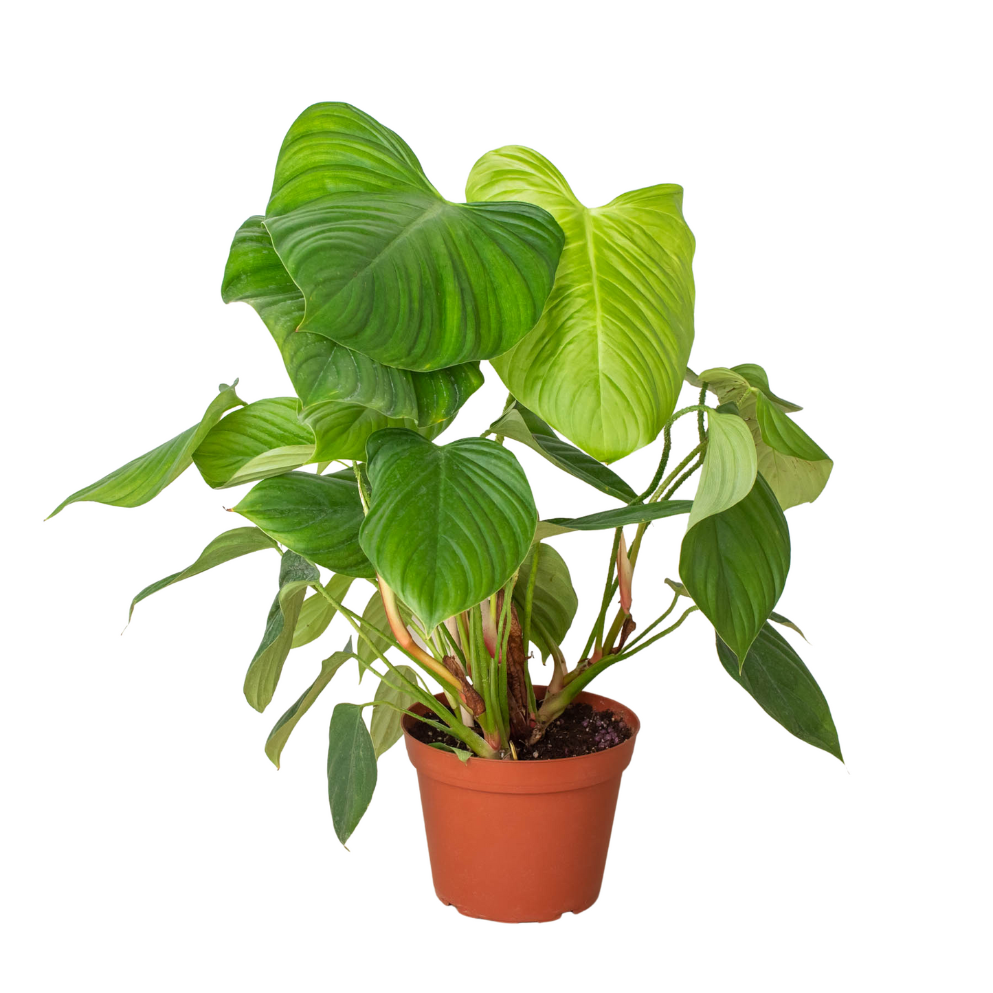 Philodendron 'Fuzzy Petiole' Indoor Plant - Mental Houseplants™
