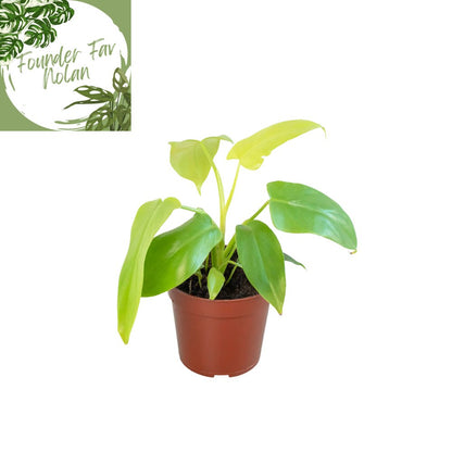 Philodendron 'Gold Violin' Indoor Plant - Mental Houseplants™