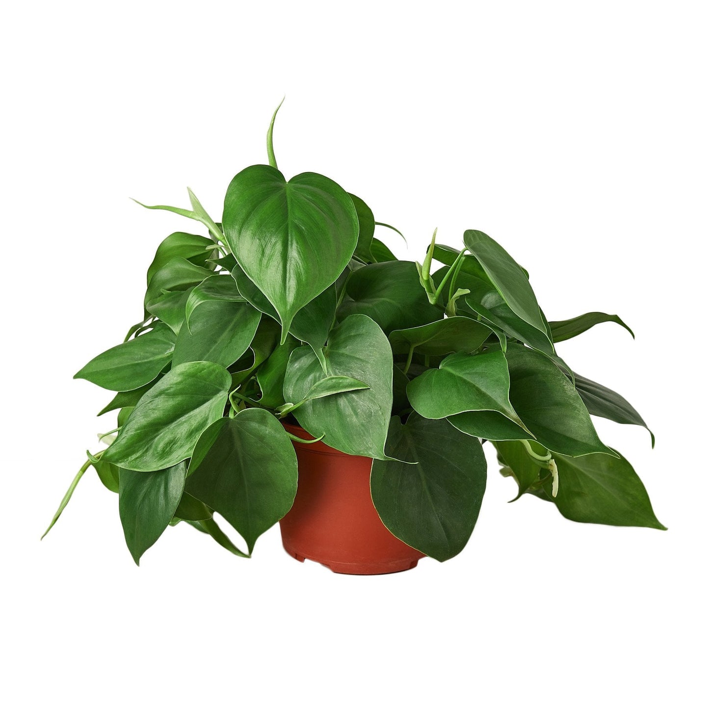 Philodendron 'Heartleaf' Indoor Plant - Mental Houseplants™