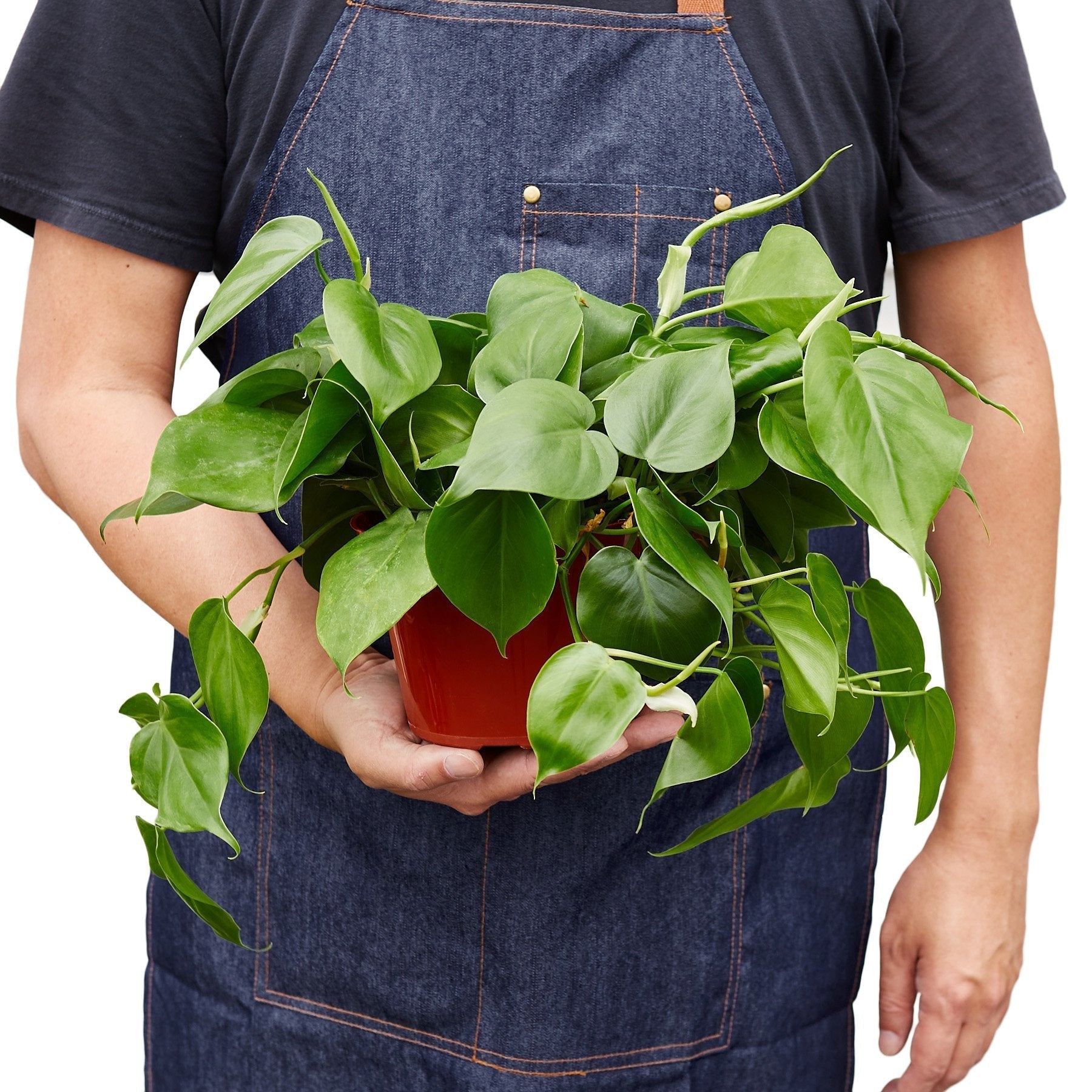 Philodendron 'Heartleaf' Indoor Plant - Mental Houseplants™