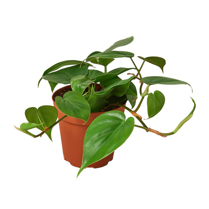 Philodendron 'Heartleaf' Indoor Plant - Mental Houseplants™