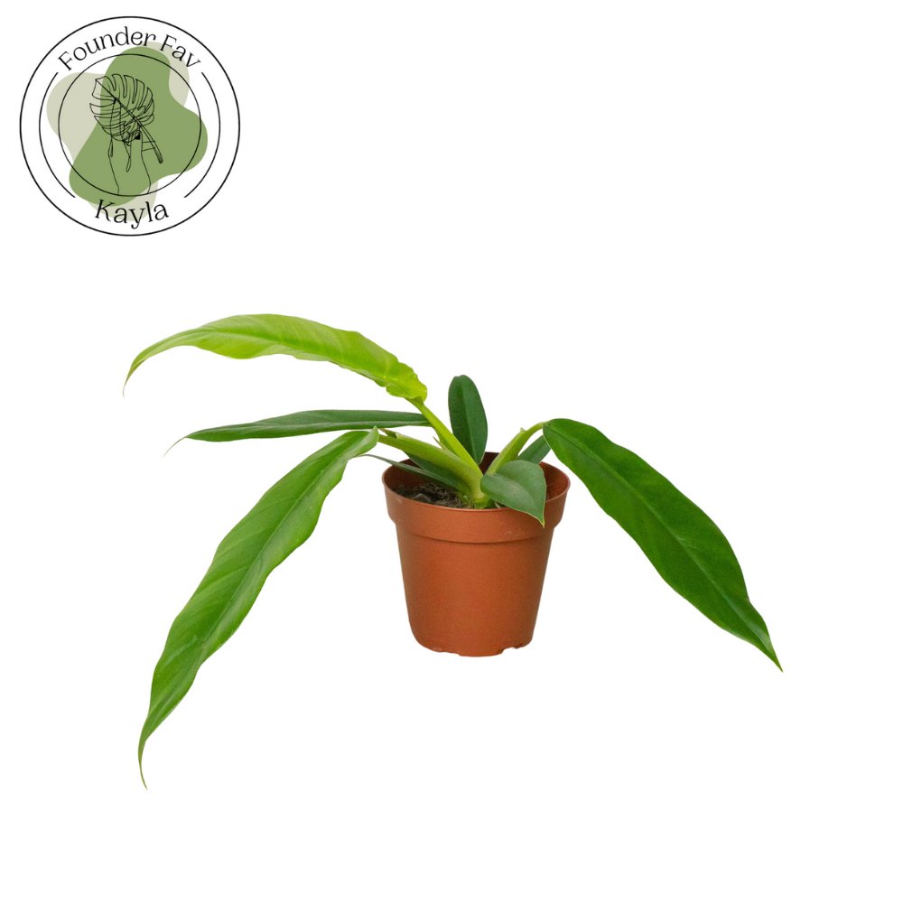 Philodendron 'Narrow Escape' Indoor Plant - Mental Houseplants™