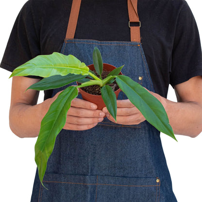 Philodendron 'Narrow Escape' Indoor Plant - Mental Houseplants™