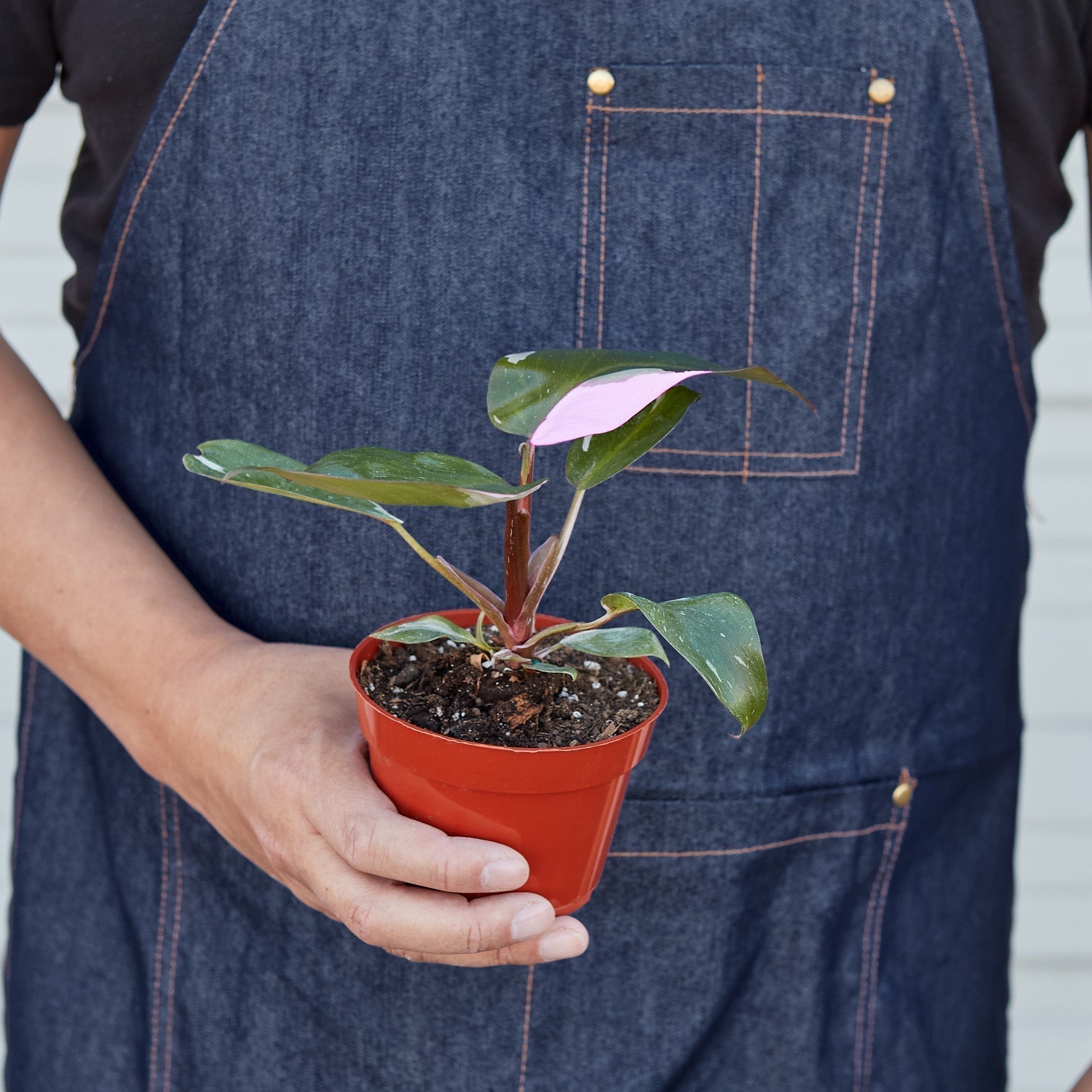 Philodendron 'Pink Princess' Indoor Plant - Mental Houseplants™