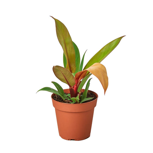 Philodendron 'Prince of Orange' Indoor Plant - Mental Houseplants™