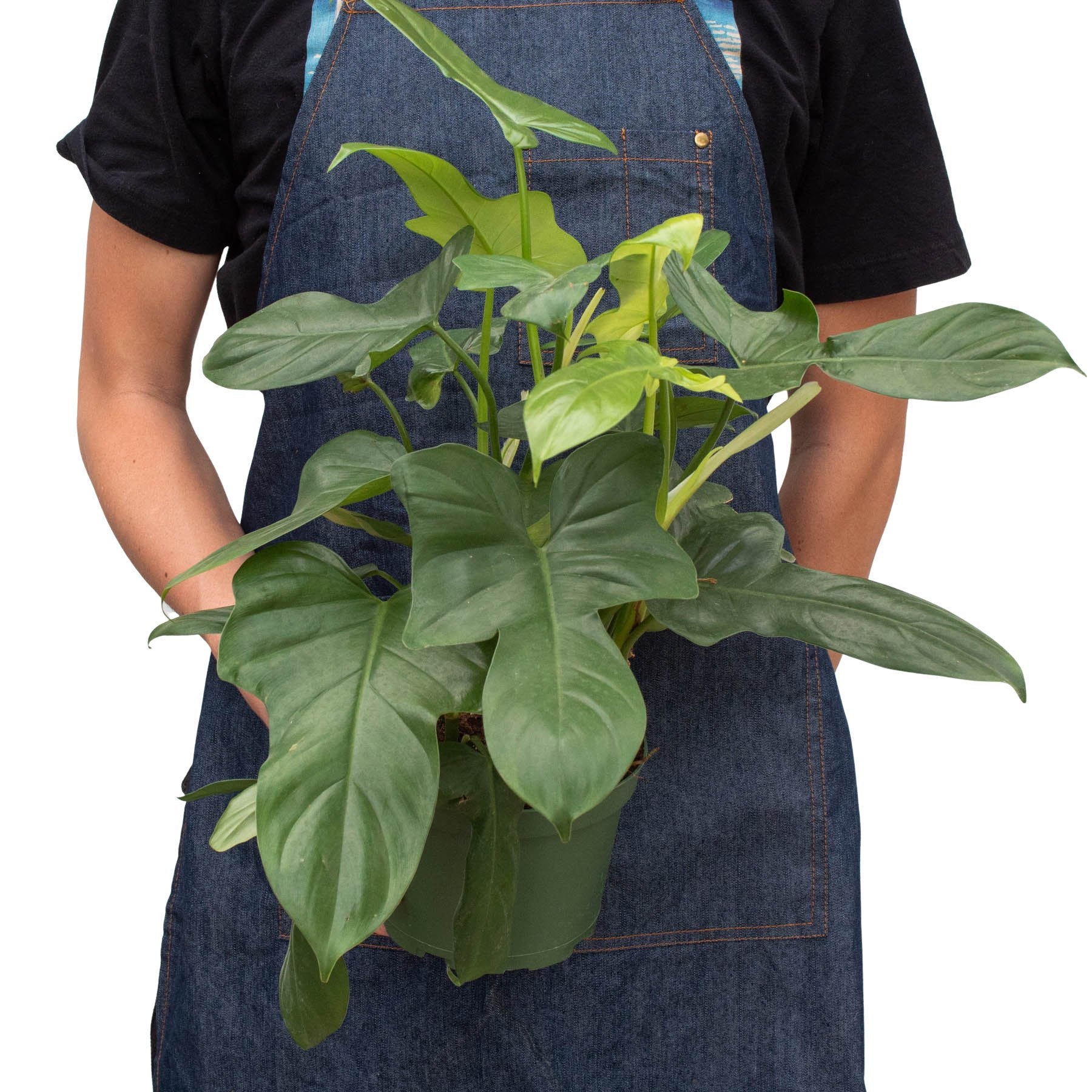 Philodendron 'Silver Sword' Indoor Plant - Mental Houseplants™