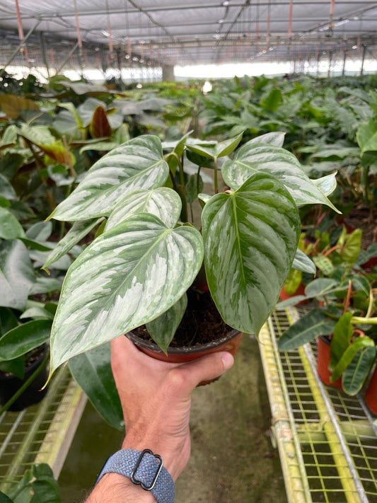 Philodendron 'Sodiroi' Indoor Plant - Mental Houseplants™