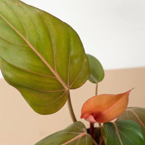 Philodendron 'Summer Glory' Indoor Plant - Mental Houseplants™