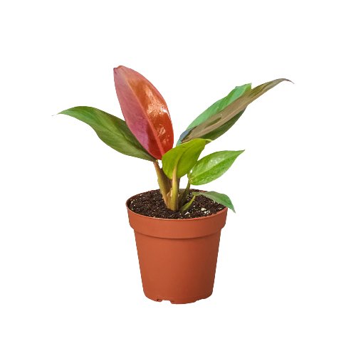 Philodendron 'Sun Red' Indoor Plant - Mental Houseplants™