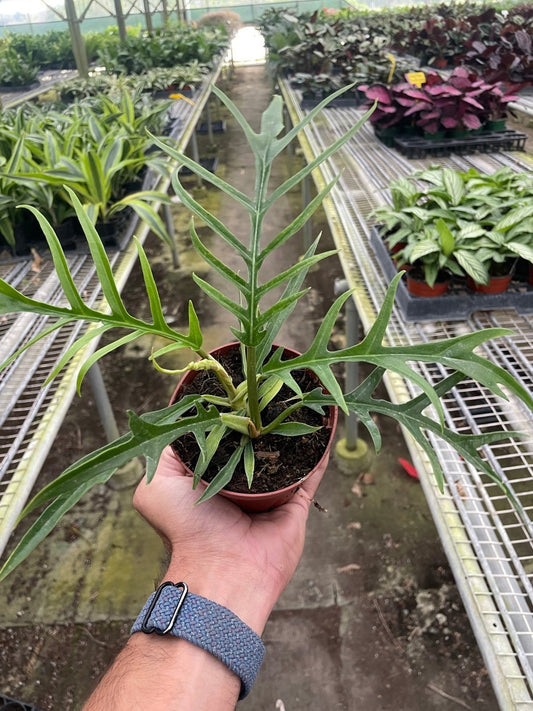 Philodendron 'Tortum' Indoor Plant - Mental Houseplants™