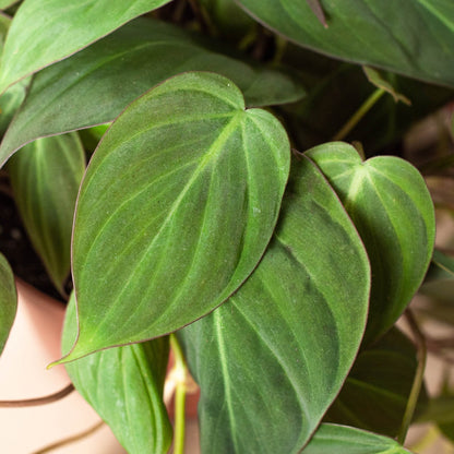 Philodendron 'Velvet' Indoor Plant - Mental Houseplants™
