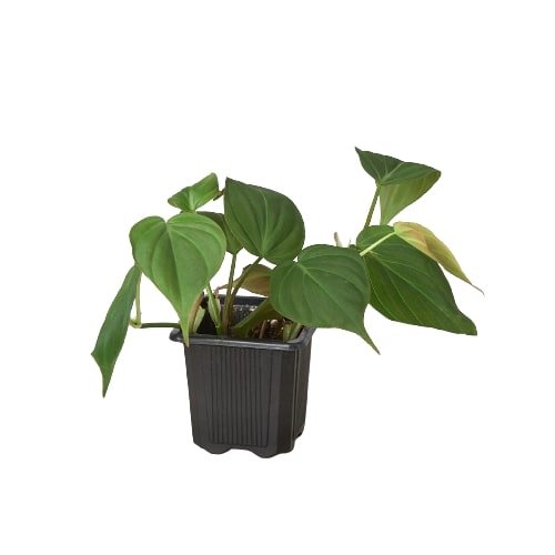 Philodendron 'Velvet' Indoor Plant - Mental Houseplants™