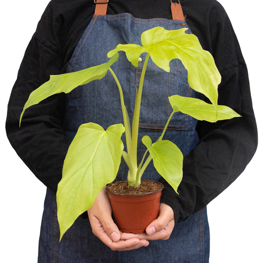 Philodendron 'Warscewiczii' Indoor Plant - Mental Houseplants™