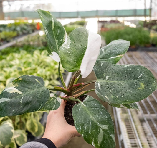 Philodendron 'White Princess' Indoor Plant - Mental Houseplants™