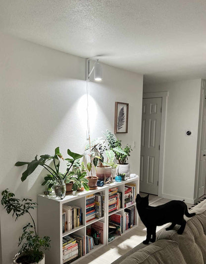 Plant Mom Bundle Indoor Plant - Mental Houseplants™