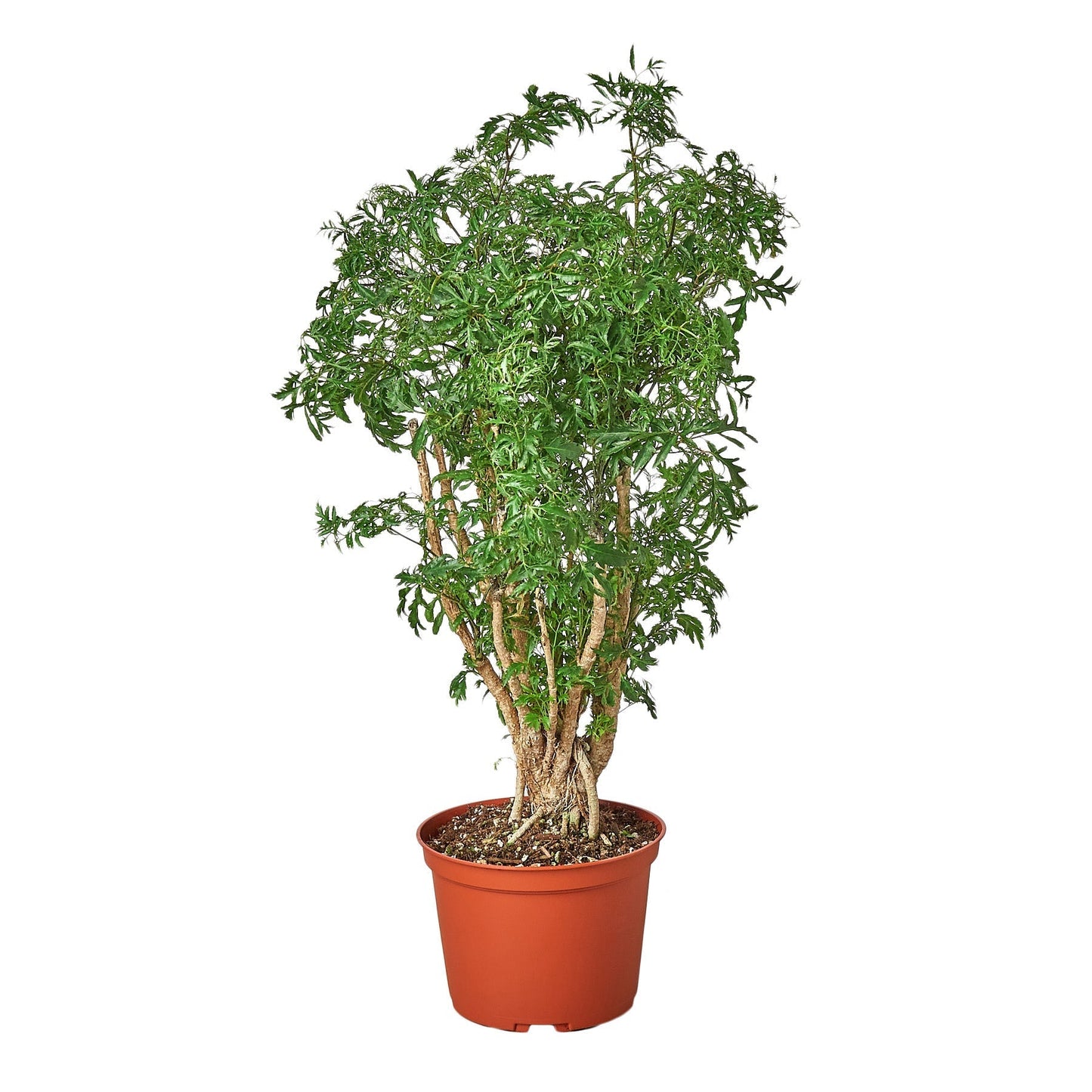 Polyscias 'Stump Plant' Indoor Plant - Mental Houseplants™