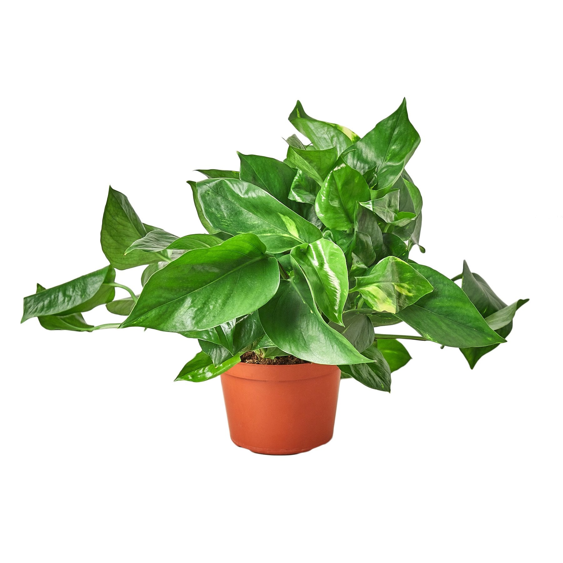 Pothos 'Golden' Indoor Plant - Mental Houseplants™