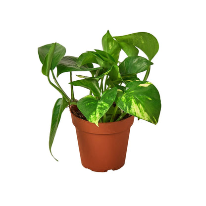 Pothos 'Golden' Indoor Plant - Mental Houseplants™