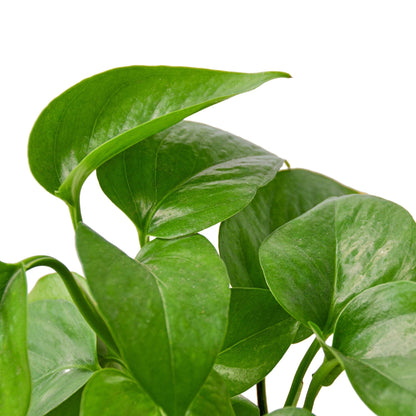 Pothos 'Green Queen' Indoor Plant - Mental Houseplants™