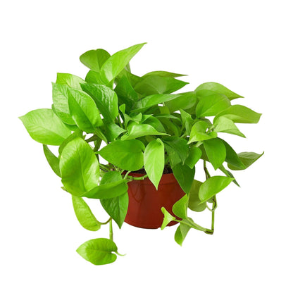 Pothos 'Neon' Indoor Plant - Mental Houseplants™