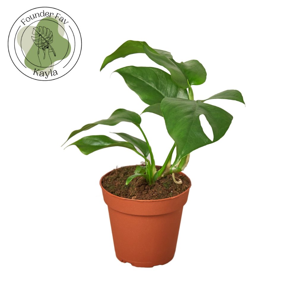 Rhaphidophora 'Mini Monstera' Indoor Plant - Mental Houseplants™