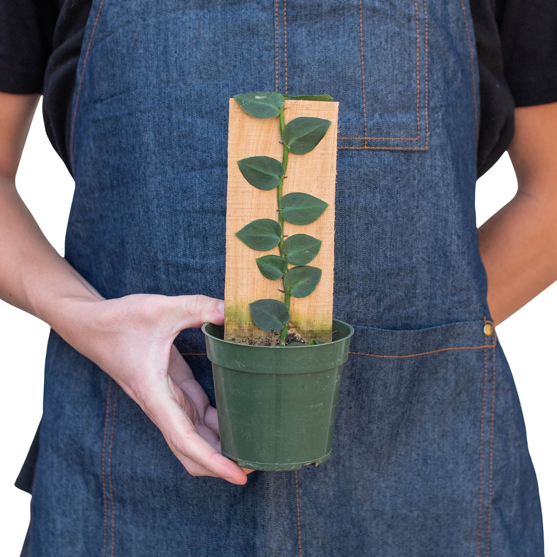 Rhaphidophora 'Shingle Plant' Indoor Plant - Mental Houseplants™