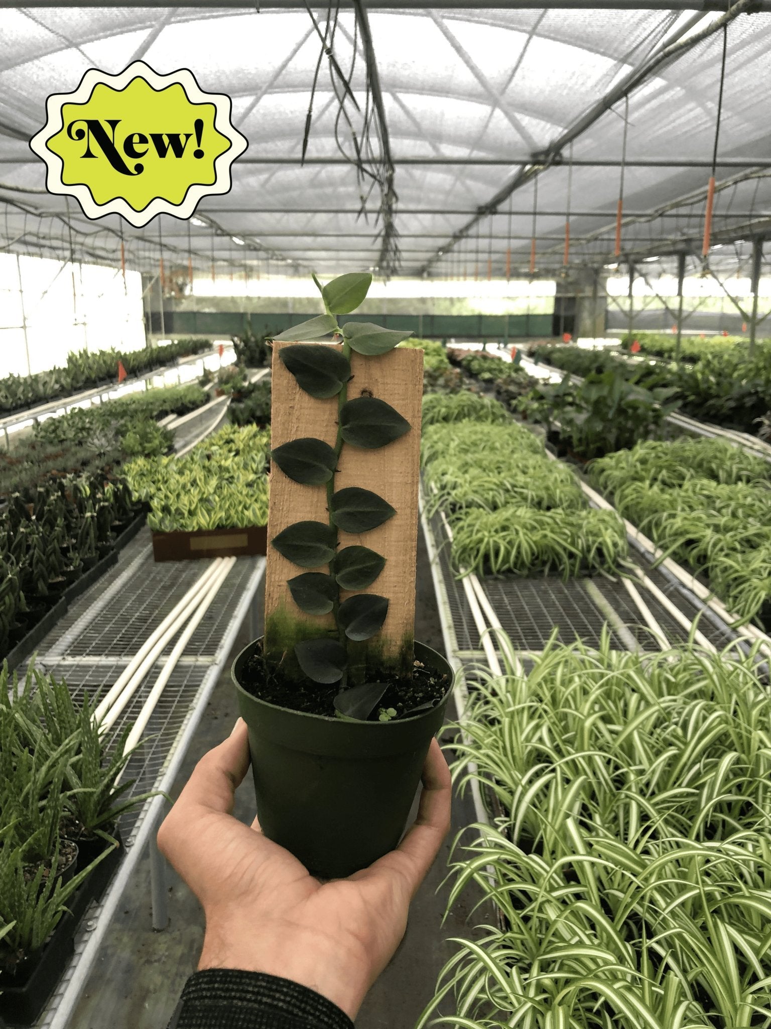 Rhaphidophora 'Shingle Plant' Indoor Plant - Mental Houseplants™