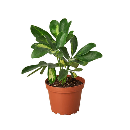 Schefflera 'Dwarf Variegated Umbrella' Indoor Plant - Mental Houseplants™