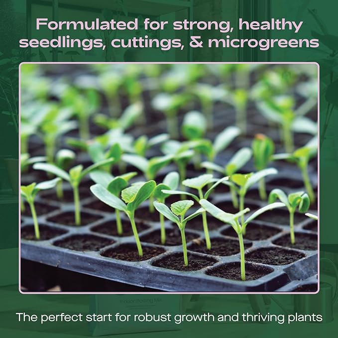 Seedling Indoor Plant - Mental Houseplants™
