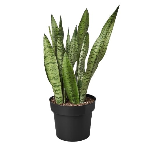 Snake Plant 'Zeylanica' Indoor Plant - Mental Houseplants™