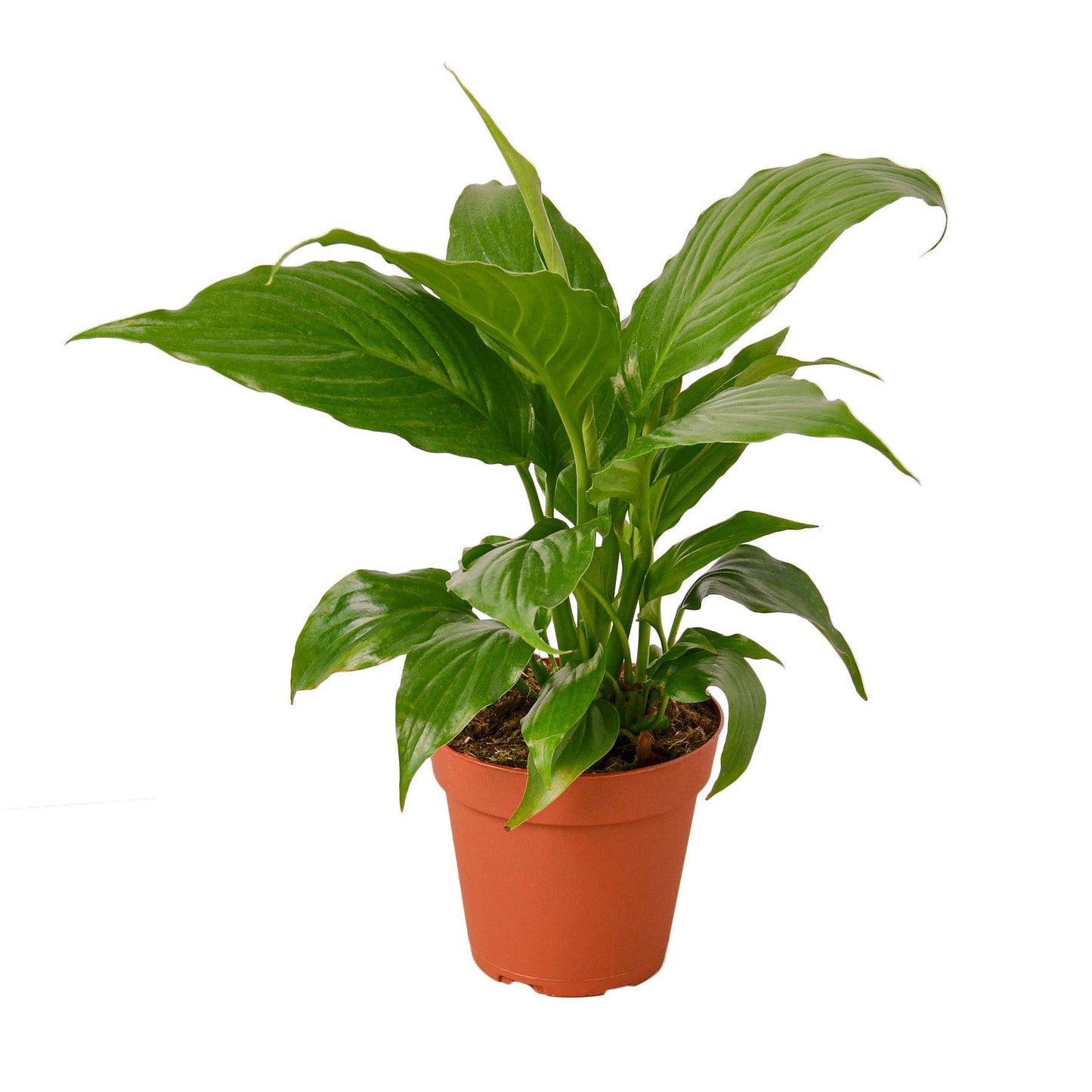 Spathiphyllum 'Peace Lily' Indoor Plant - Mental Houseplants™