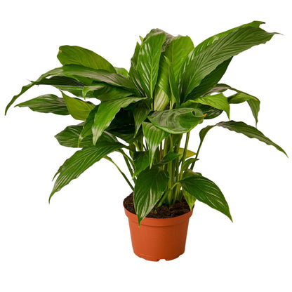 Spathiphyllum 'Peace Lily' Indoor Plant - Mental Houseplants™