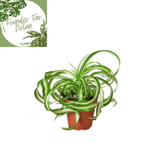 Spider Plant 'Bonnie' Indoor Plant - Mental Houseplants™