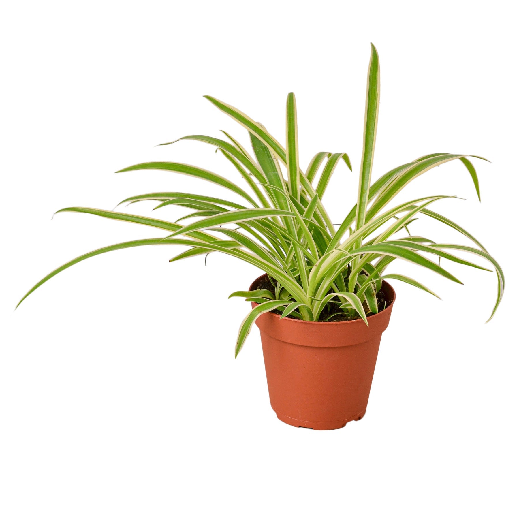 Spider Plant 'Reverse' Indoor Plant - Mental Houseplants™