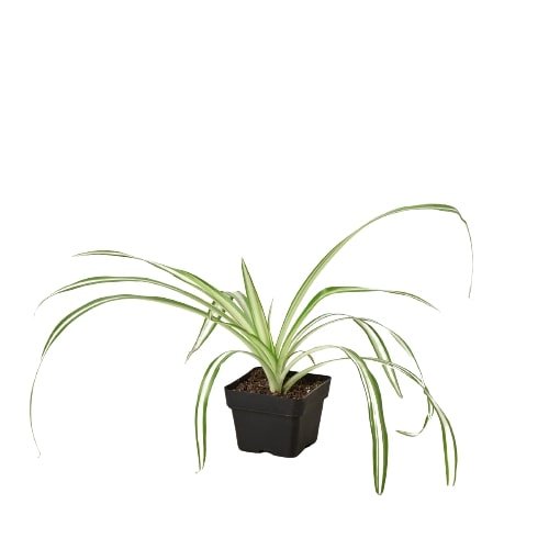 Reverse Spider Plant