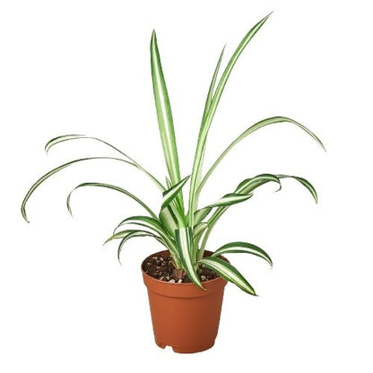 Spider Plant 'Reverse' Indoor Plant - Mental Houseplants™