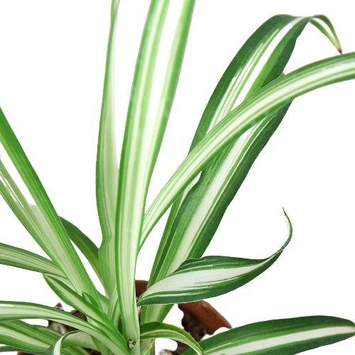 Spider Plant 'Reverse' Indoor Plant - Mental Houseplants™
