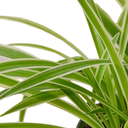 Spider Plant 'Reverse' Indoor Plant - Mental Houseplants™