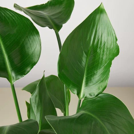 Strelitzia 'White Bird of Paradise' Indoor Plant - Mental Houseplants™