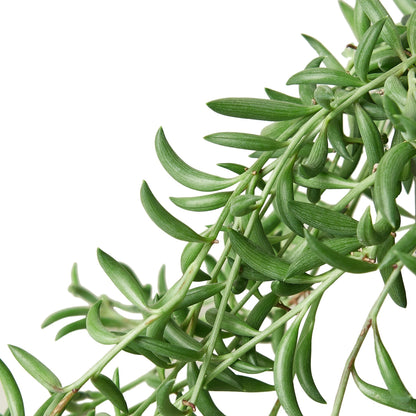 String of Bananas Indoor Plant - Mental Houseplants™