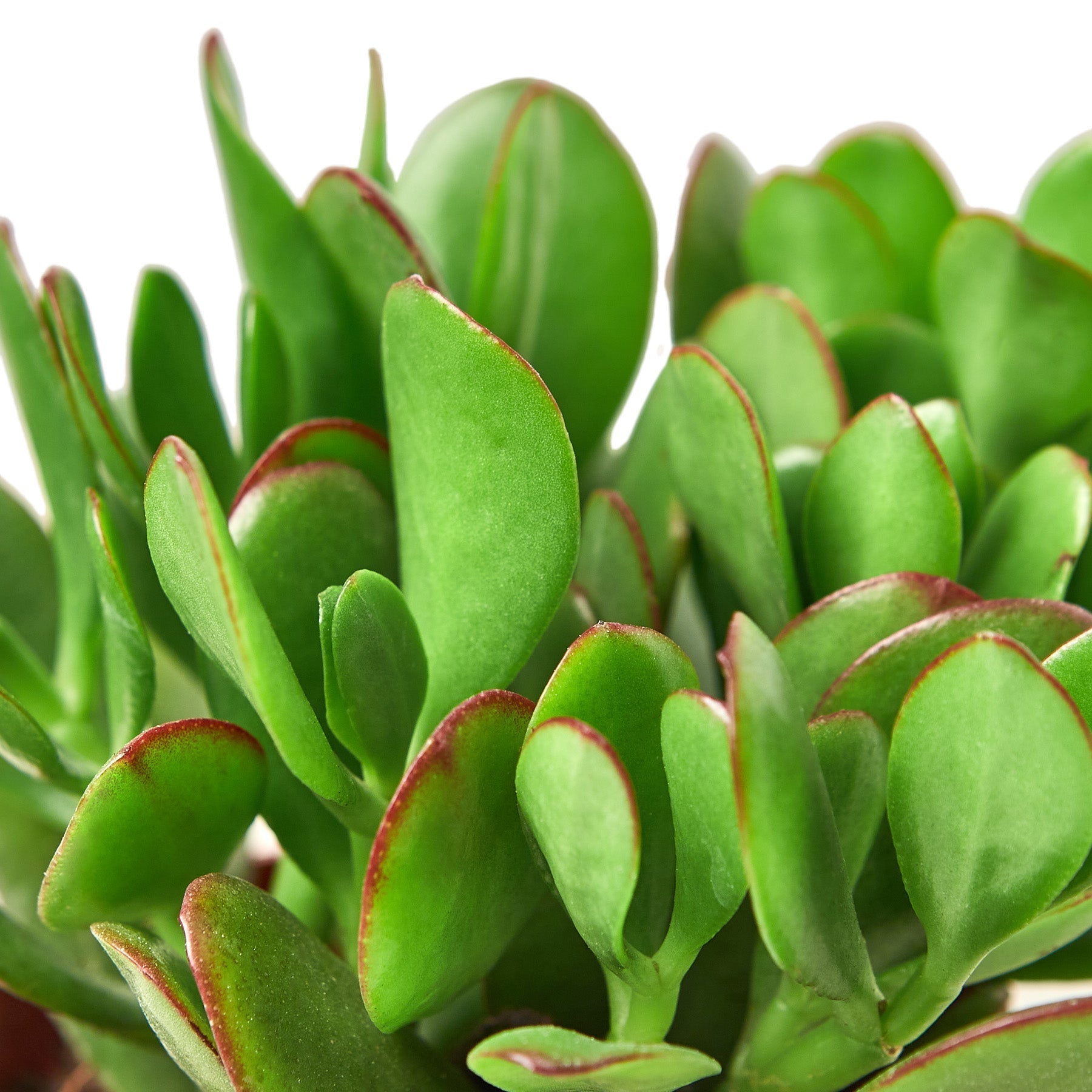 Succulent Crassula 'Jade' Indoor Plant - Mental Houseplants™