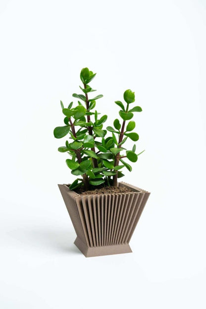 SUNRISE™ Brown Square Plant Pot Indoor Plant - Mental Houseplants™