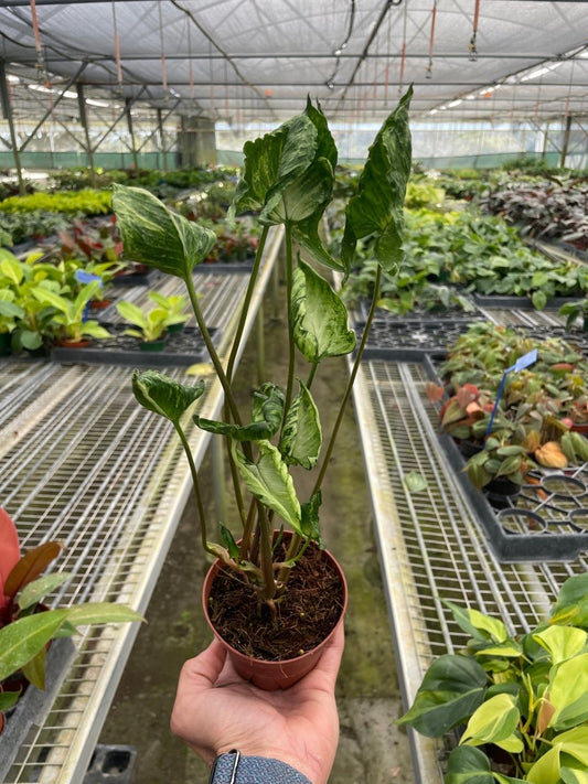 Syngonium 'Godzilla' Indoor Plant - Mental Houseplants™