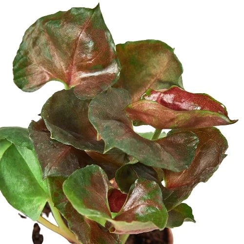 Syngonium 'Merry' Indoor Plant - Mental Houseplants™