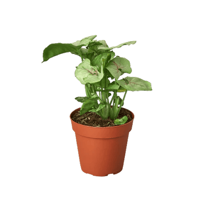 Syngonium 'Roxanna' Indoor Plant - Mental Houseplants™