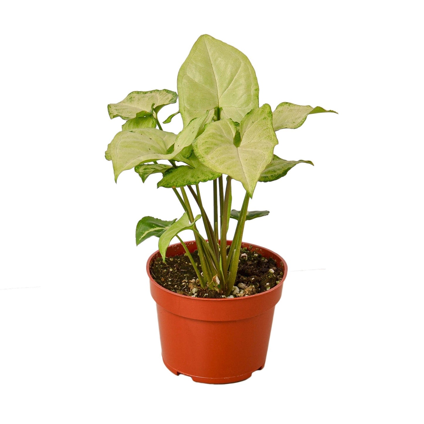 Syngonium 'White Butterfly' Indoor Plant - Mental Houseplants™