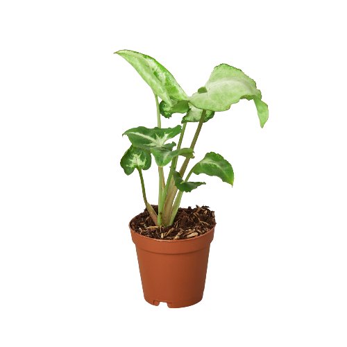 Syngonium 'White Butterfly' Indoor Plant - Mental Houseplants™
