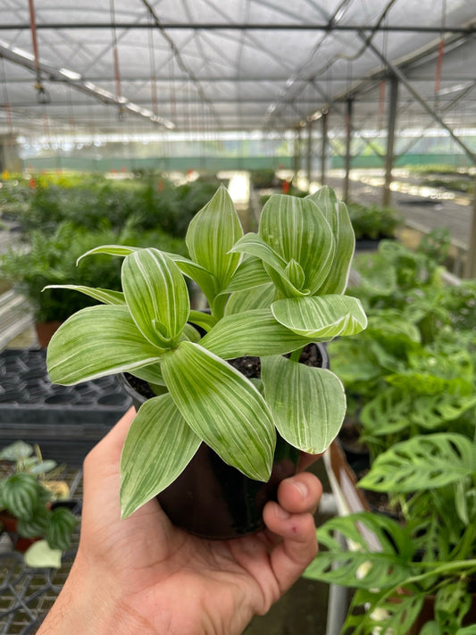 Tradescantia 'Inch Plant' Indoor Plant - Mental Houseplants™