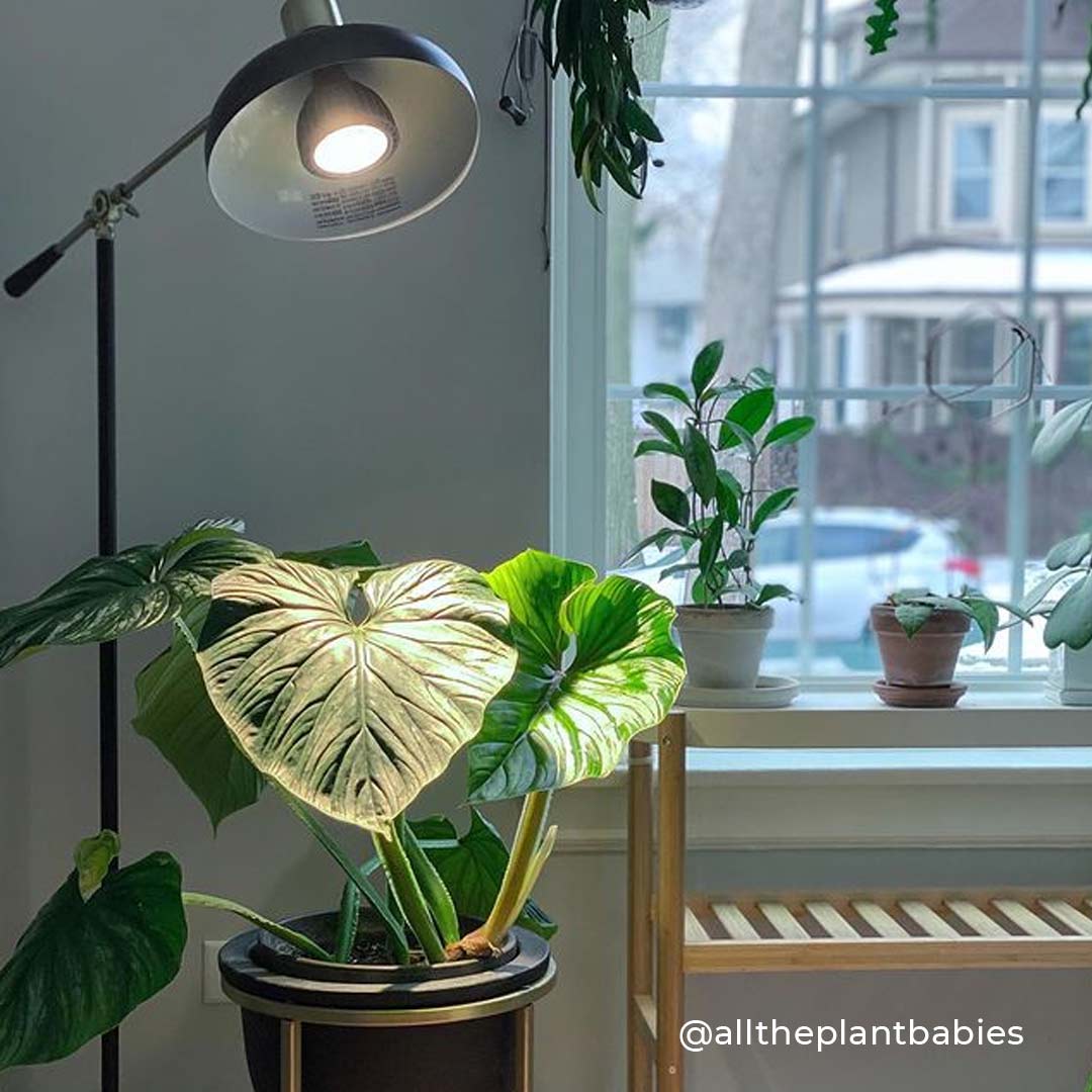 Vita™ Grow Light Indoor Plant - Mental Houseplants™
